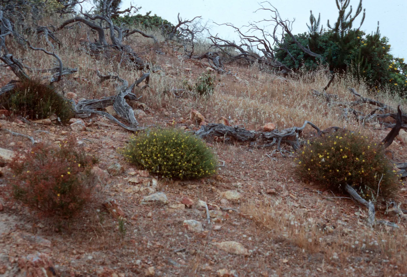 2 Helianthemum species + hybrid, East of Twin Harbor, Santa Cruz Island