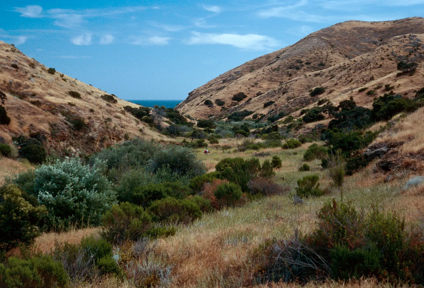 Marrubium on flats, lower Horqueta Canyon, Santa Cruz Island