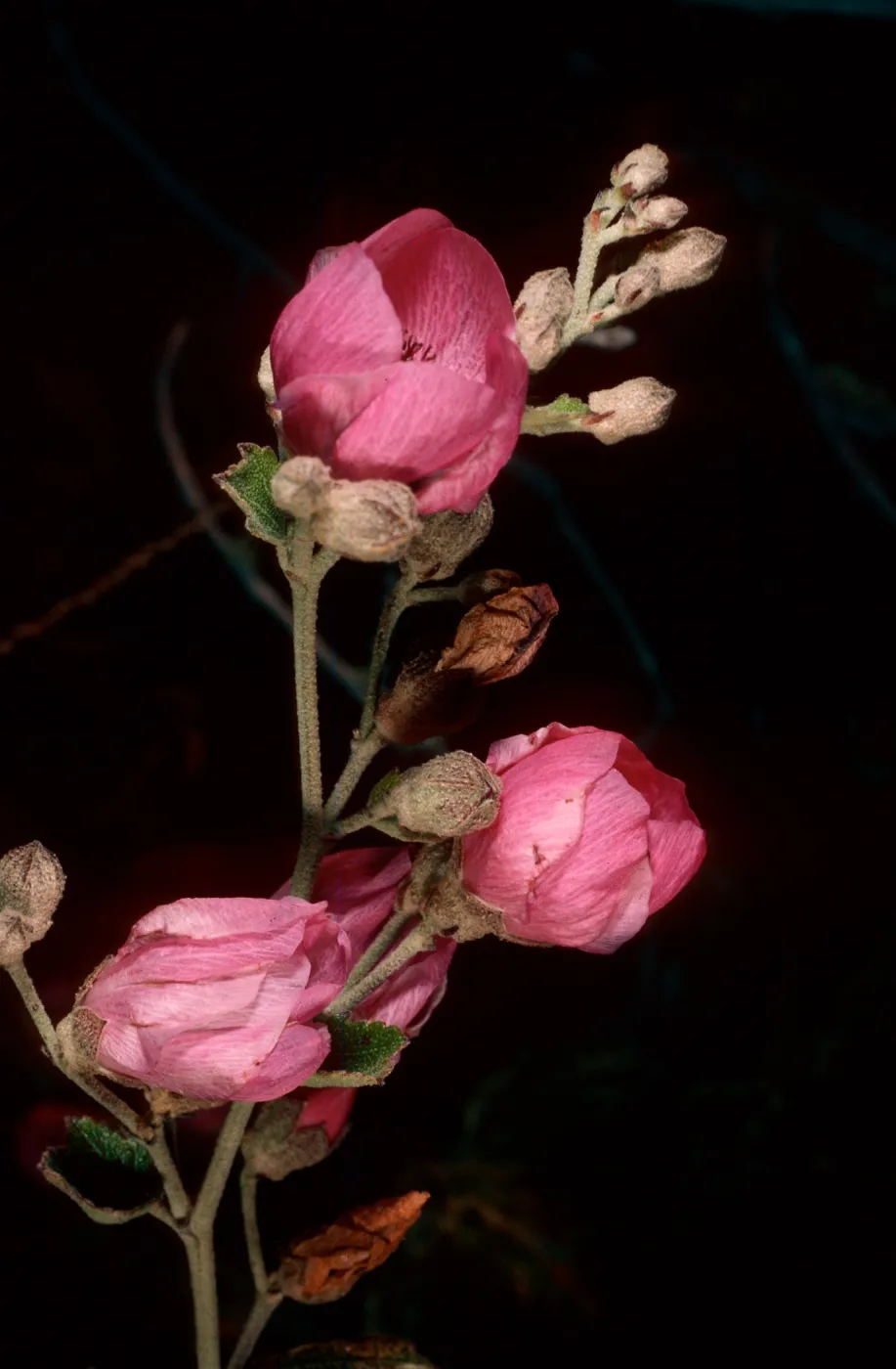 Malacothamnus fascicullatus var. nesioticus, Christy outhouse, Santa Cruz Island