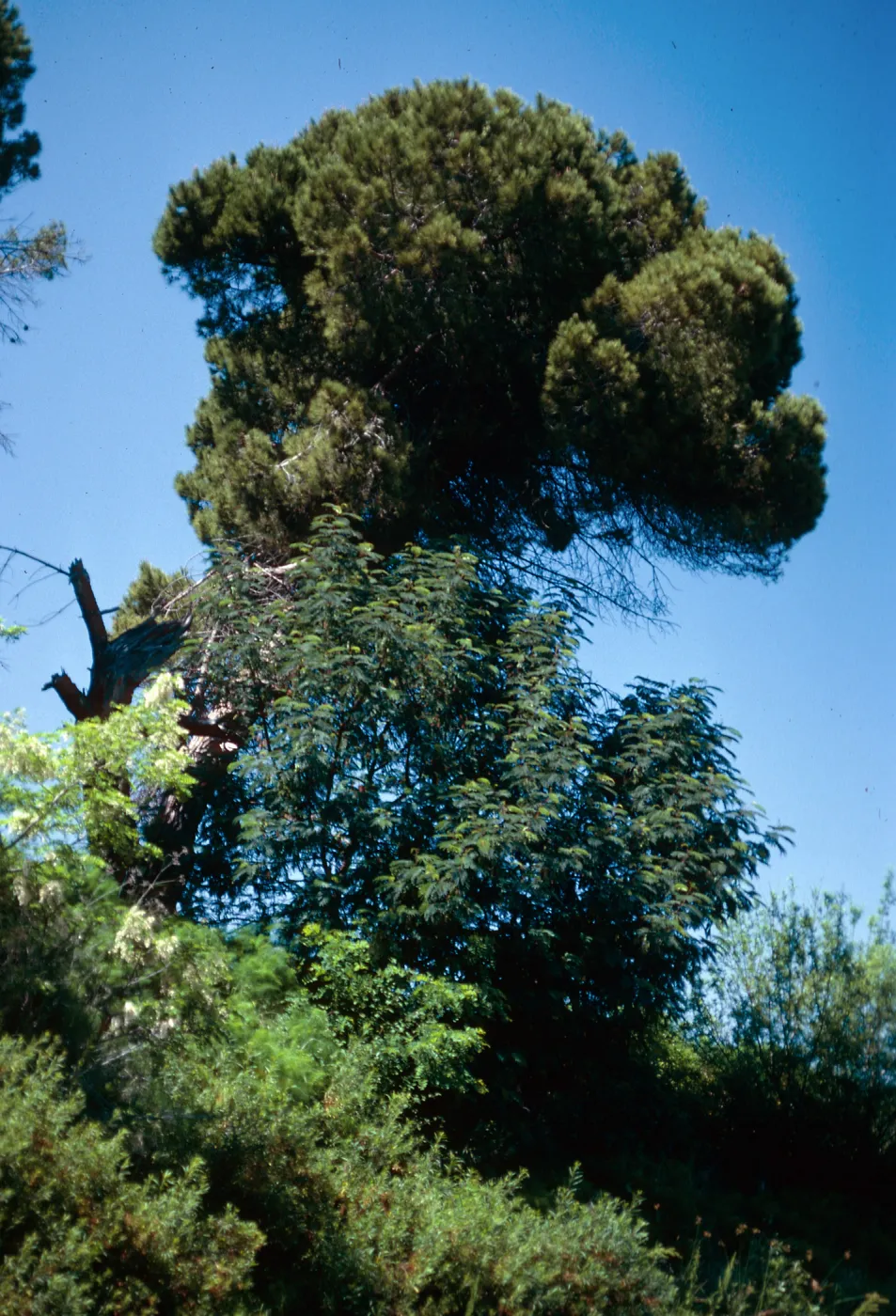 Pinus pinea, Prisoners Harbor, Santa Cruz Island