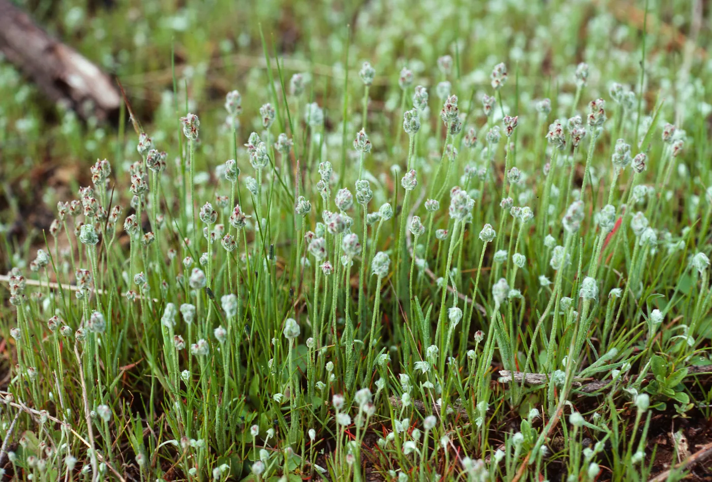 Plantago insularis, North of Ragged Mountain, Santa Cruz Island