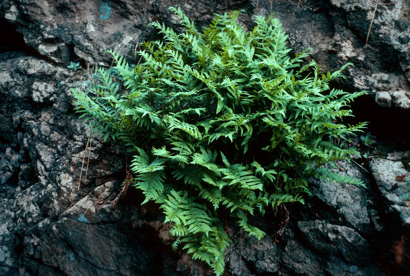Polypodium californicum, just West of Prisoners Harbor, Santa Cruz Island