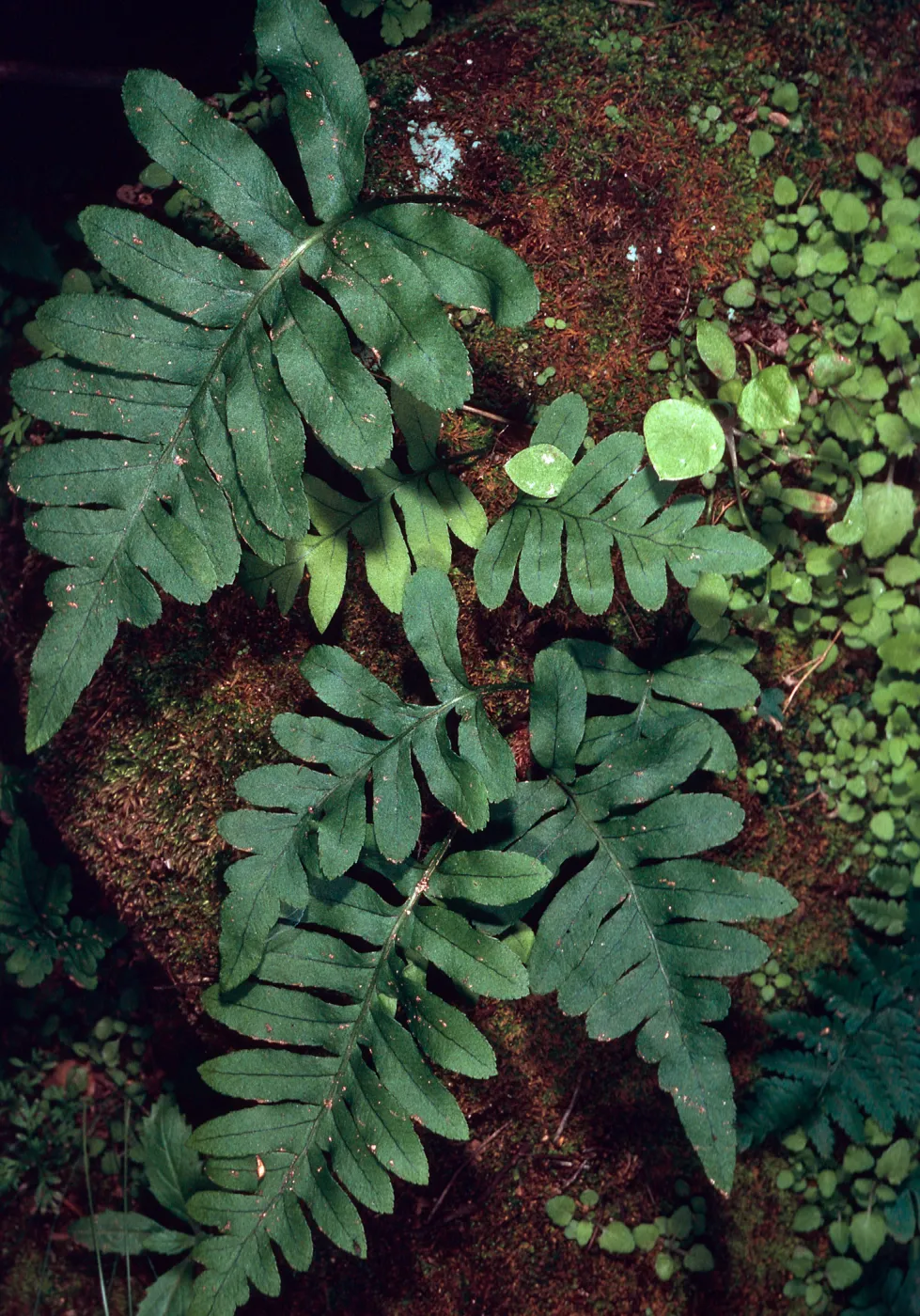 Polypodium californicum, 1st major canyon West of Prisoners Harbor, Santa Cruz Island