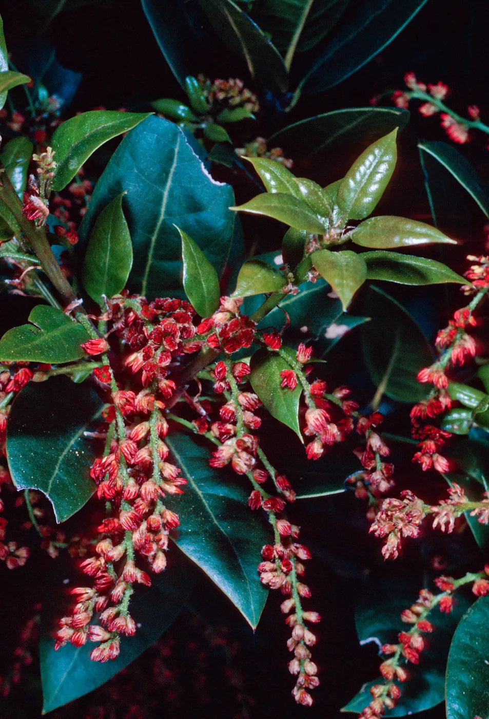 Quercus parvula, East of navy base, note: from California Oaks book, Santa Cruz Island