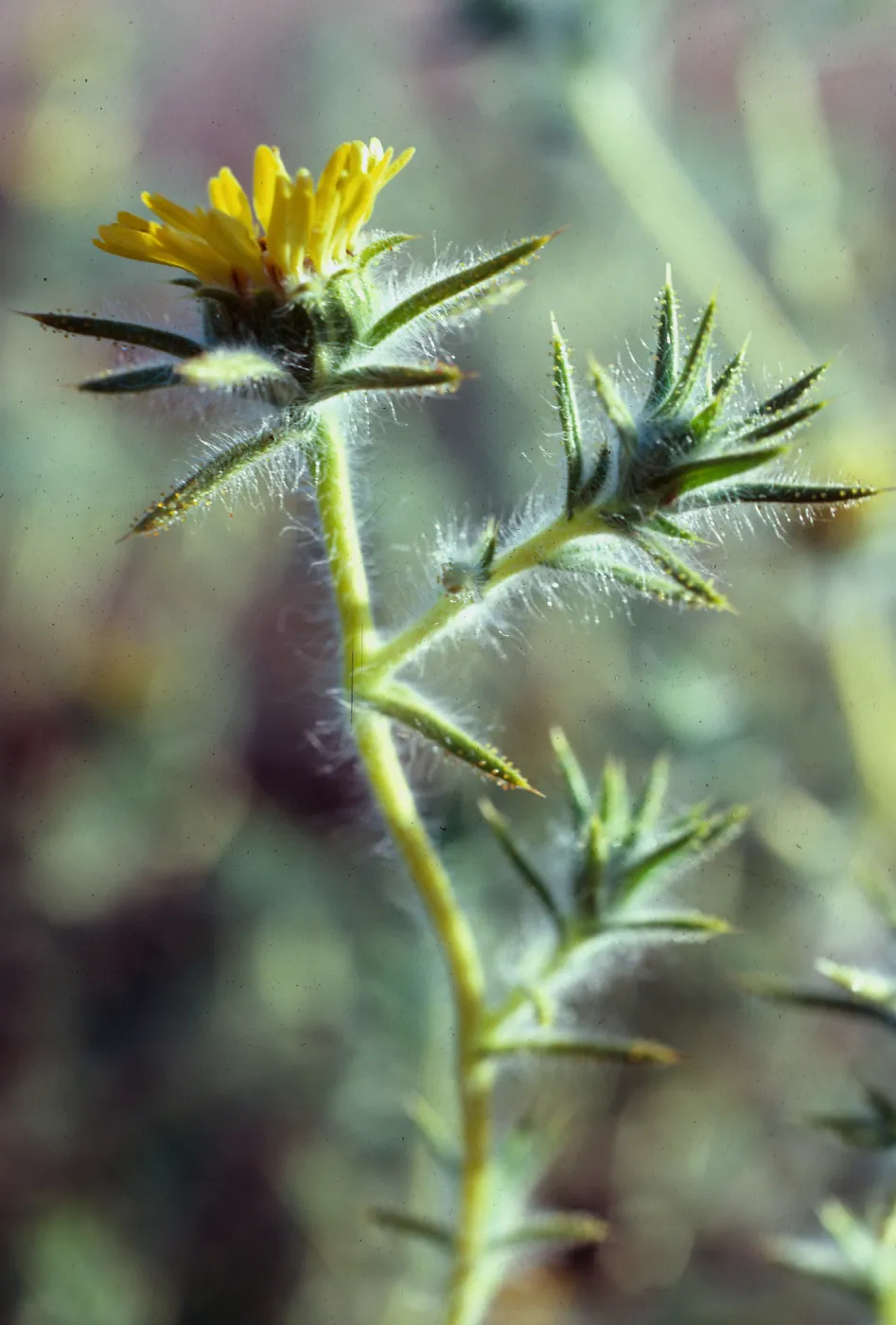 Hemizonia fitchii, South ridge Road, by El Tigre, Santa Cruz Island