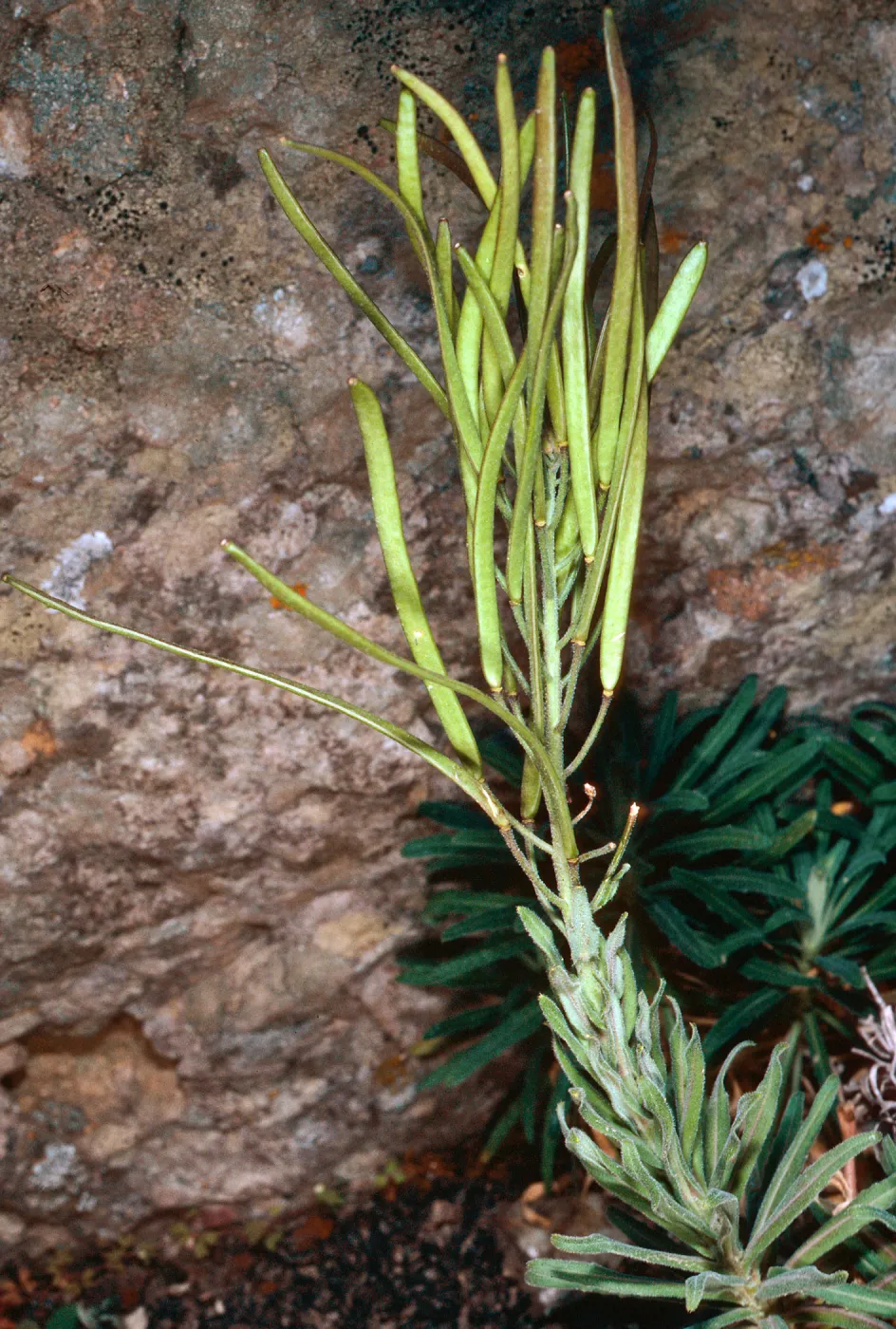 Arabis hoffmannii, North of Buena Vista, Santa Cruz Island