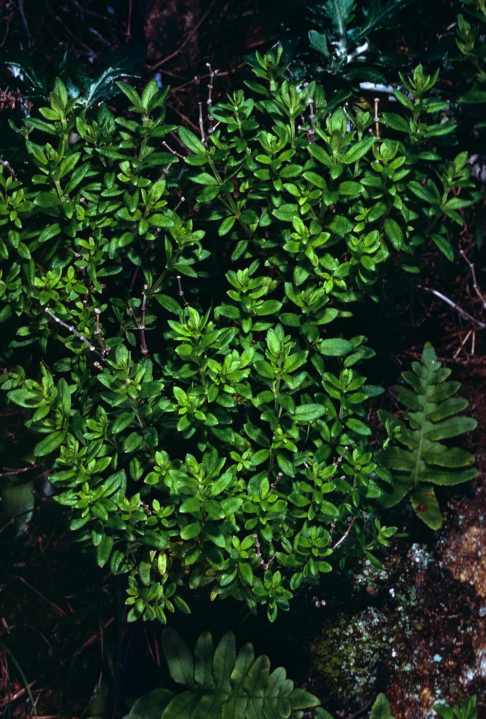 Galium buxiifolium, sea bluffs, West of Eagle Canyon, Santa Cruz Island