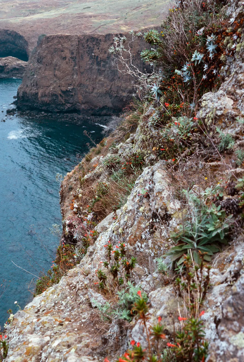 Arabis hoffmannii, on bluffs, Platts Harbor, Santa Cruz Island