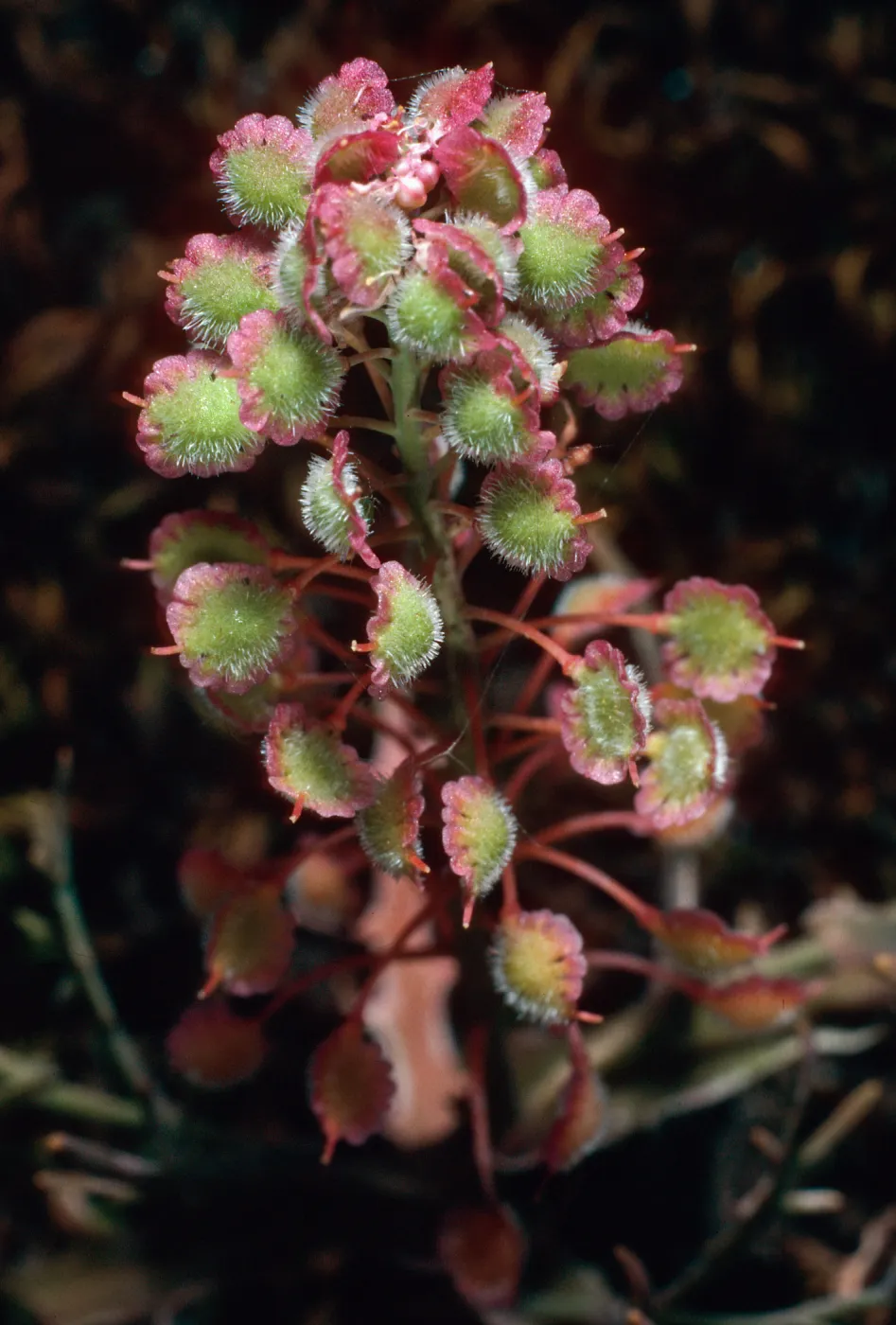 Thysanocarpus conchuliferus, three-quarter mile West of Picacho Diablo, Santa Cruz Island