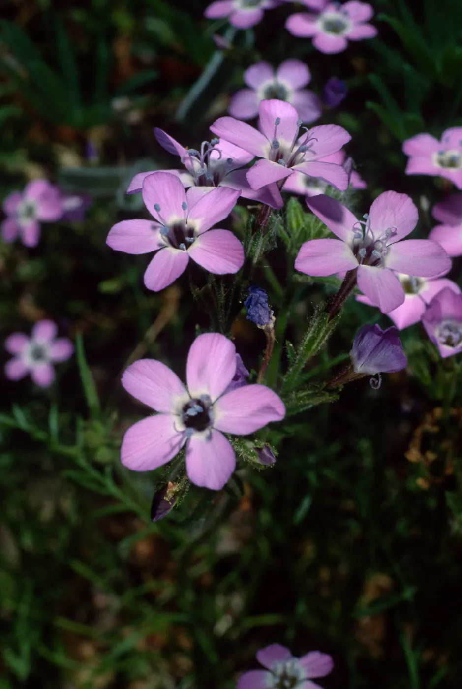 Gilia tenuiflora hoffmannii, Santa Barbara Botanic Garden