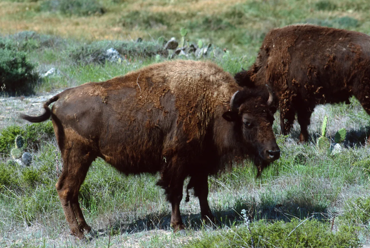 bison, road to Isthmus, Catalina Island