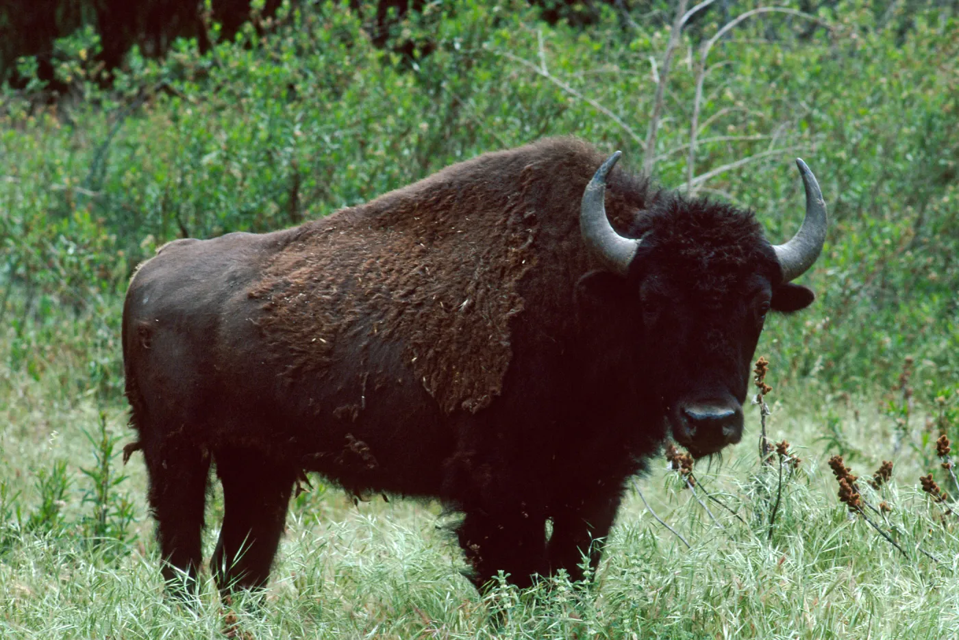 bison, Cottonwood Canyon, Catalina Island