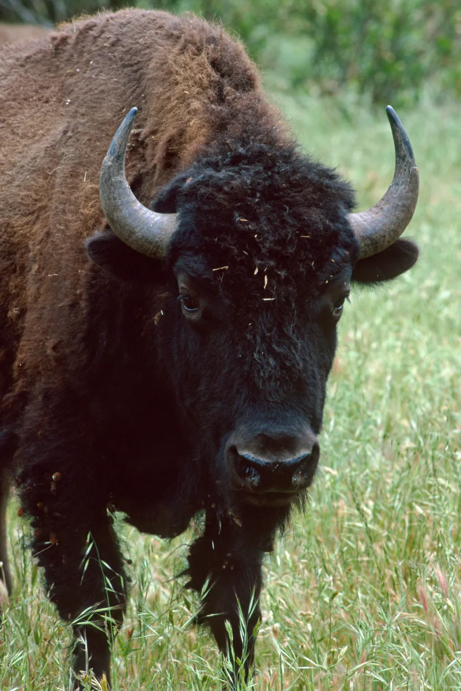 bison, Cottonwood Canyon, Catalina Island