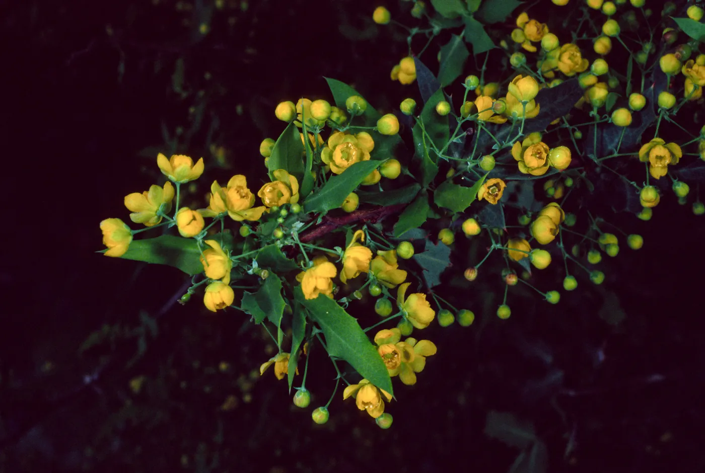 Berberis nevinii, Santa Barbara Botanic Garden