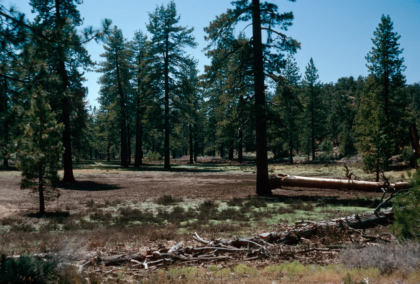 meadow #2, Yellowjacket Campground