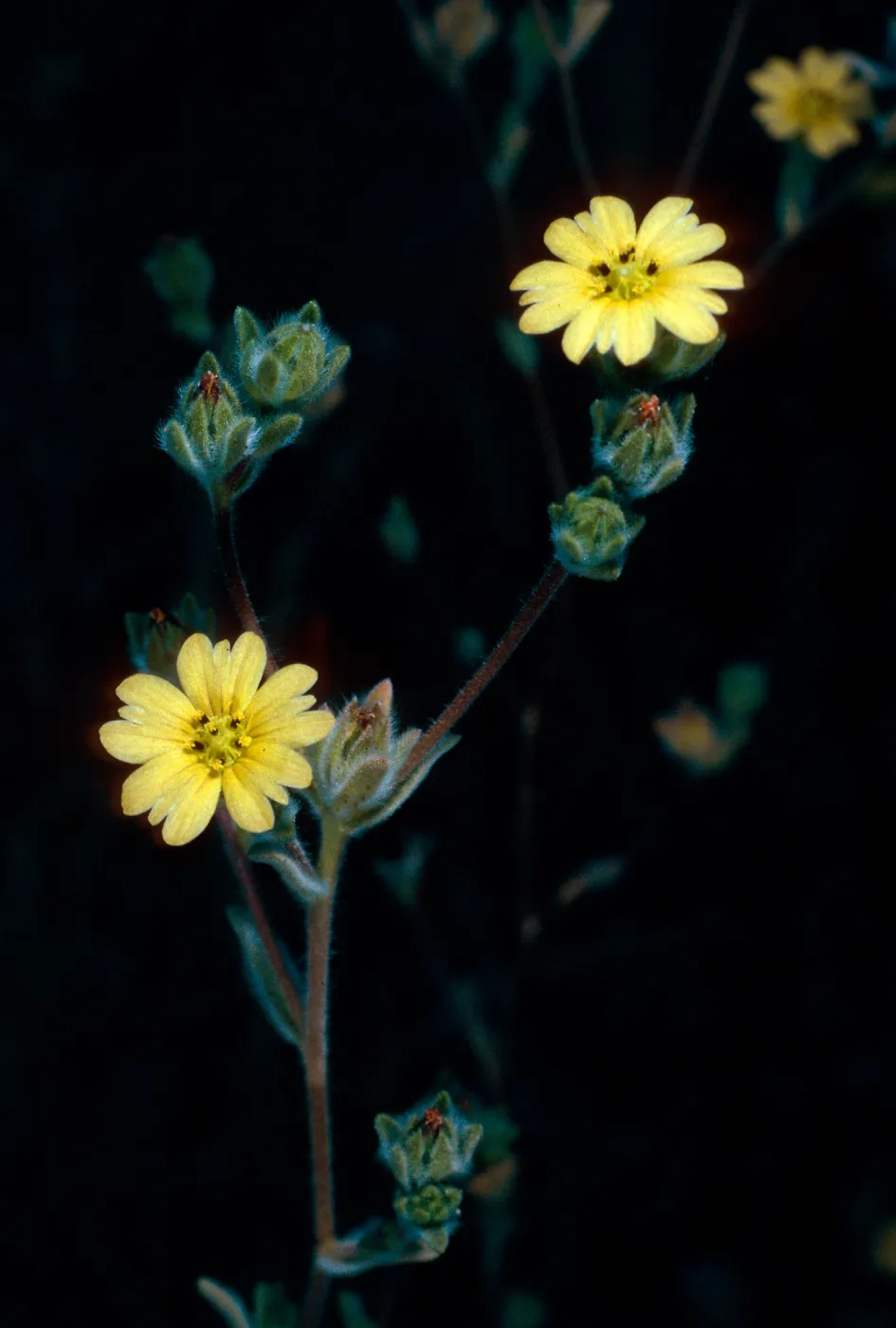 Lagophylla ramosissima, meadow #1, Yellowjacket Campground