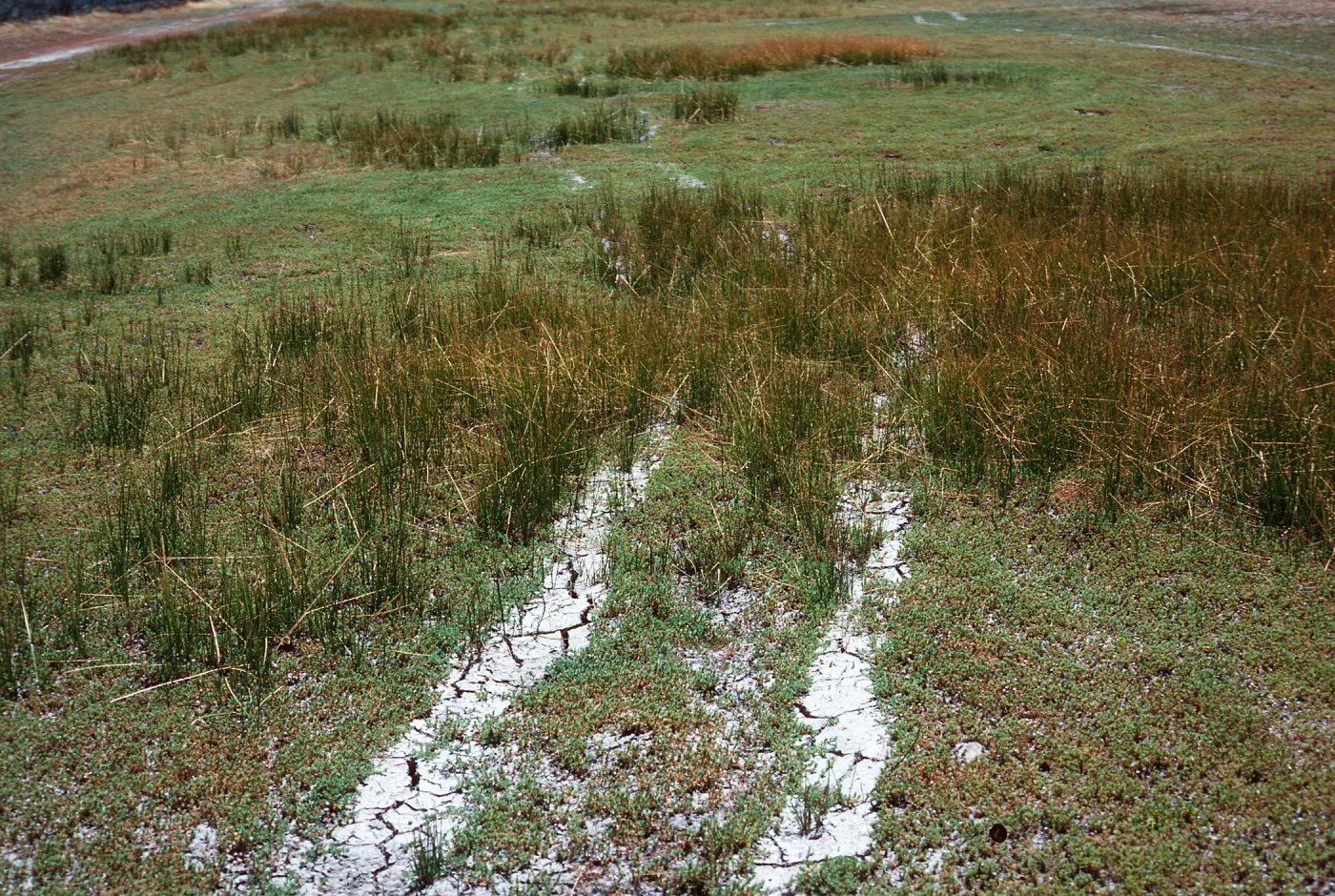 Eleocharis, OHV damage, meadow #1, Yellowjacket Campground