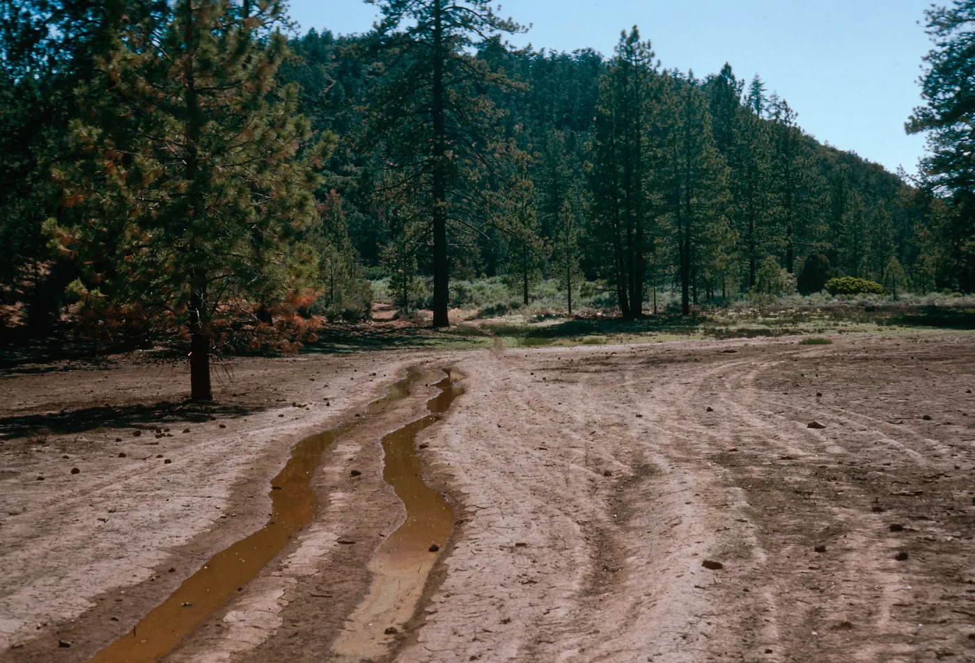OHV damage, West end of meadow #2, Yellowjacket Campground