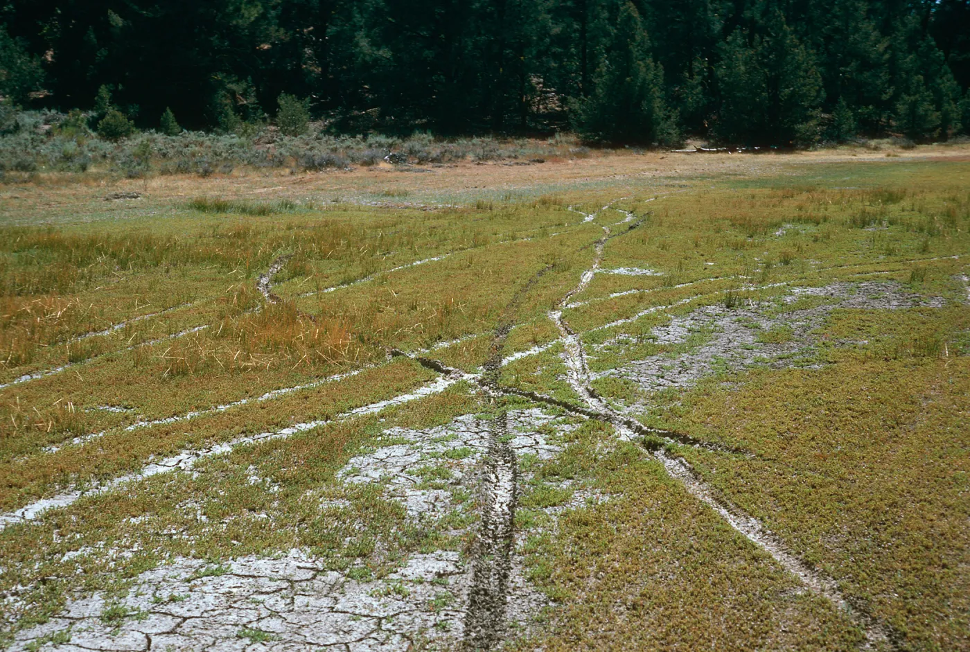 OHV damage, East end of meadow #1, Yellowjacket Campground