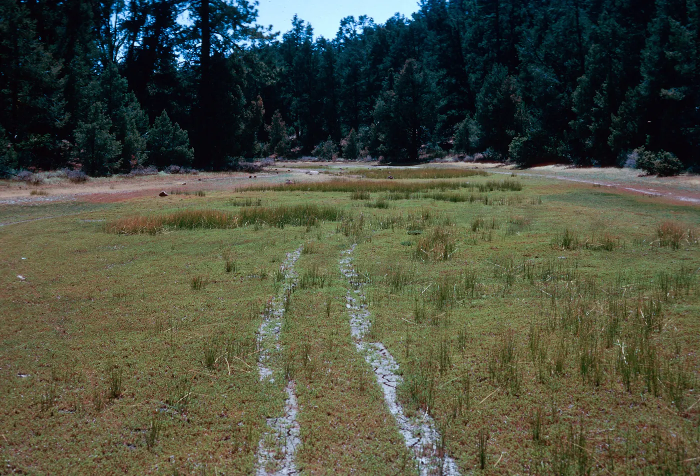 OHV damage, East end of meadow #1, Yellowjacket Campground