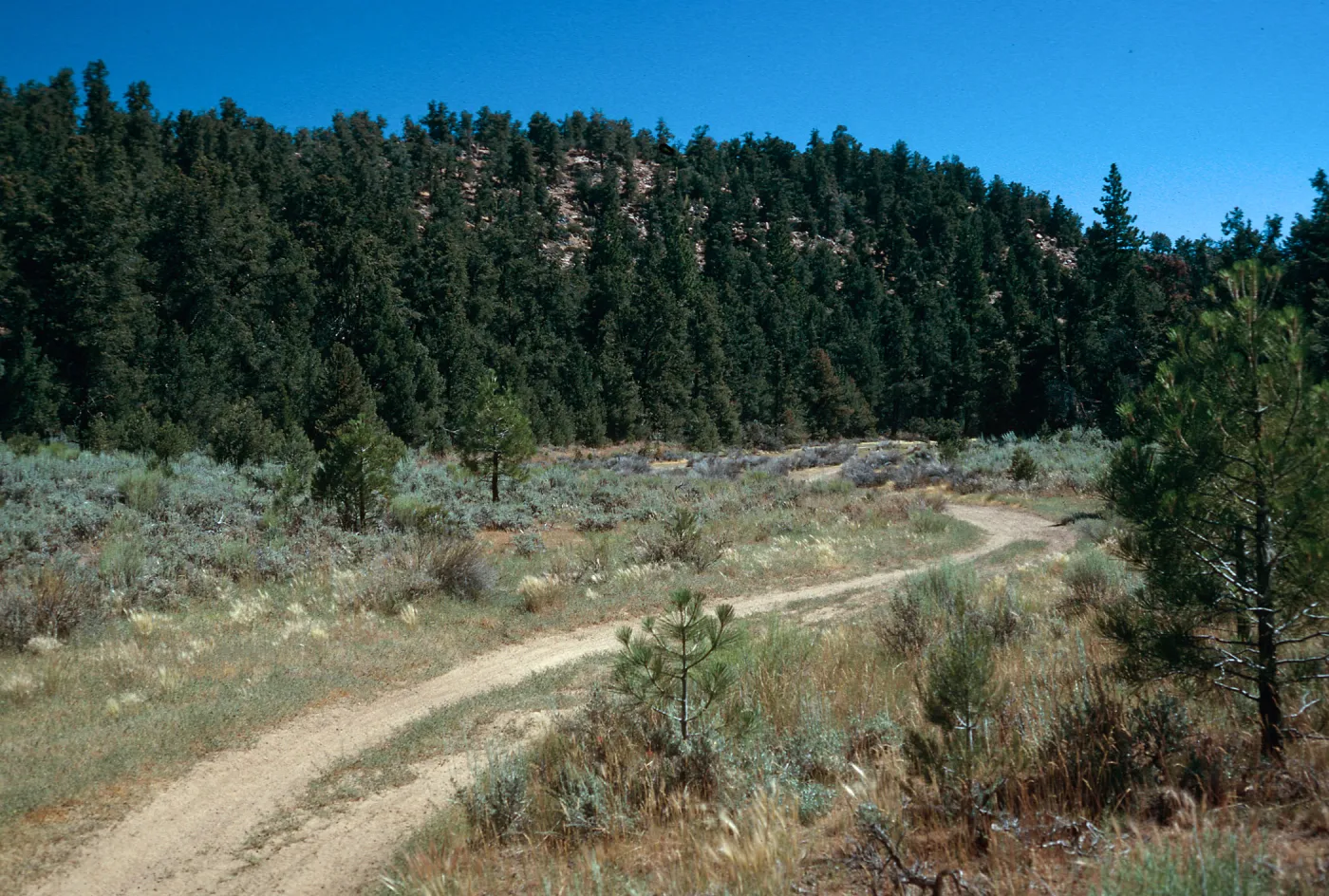 meadow #1, West end, Yellowjacket Campground