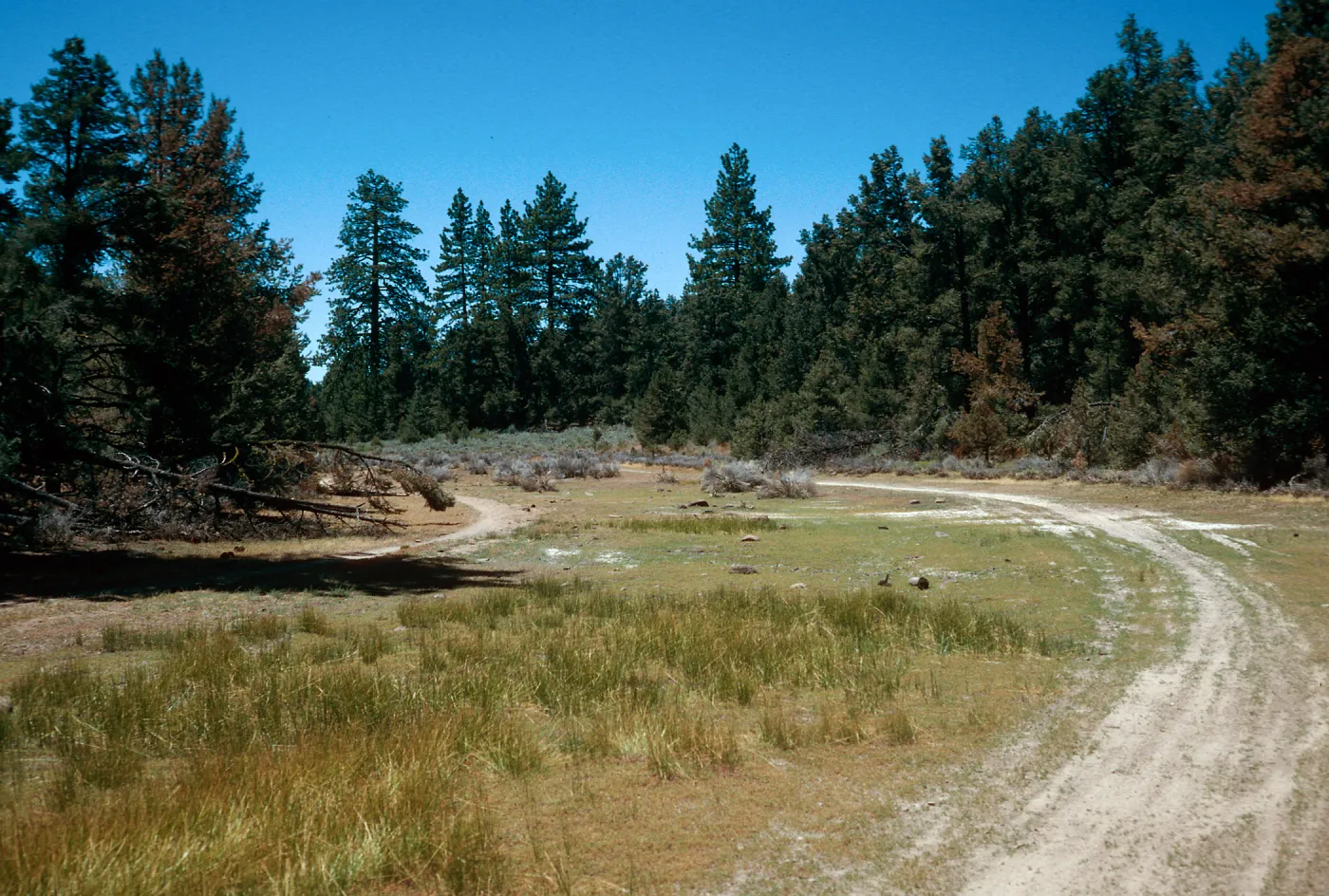 meadow #1, looking West, Yellowjacket Campground