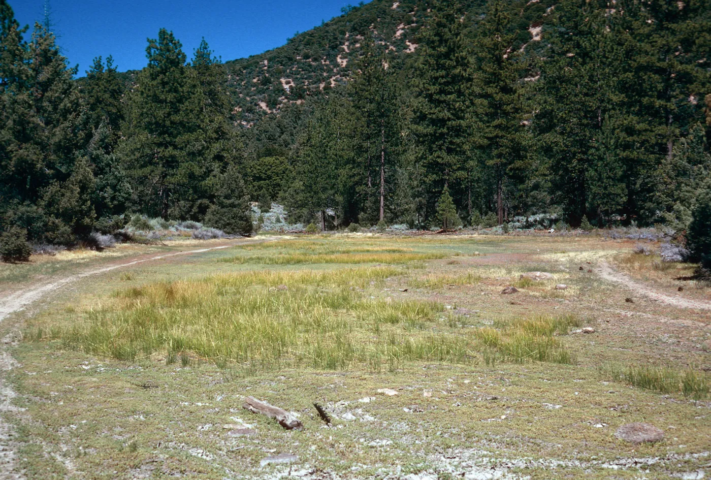 meadow #1, looking East, Yellowjacket Campground