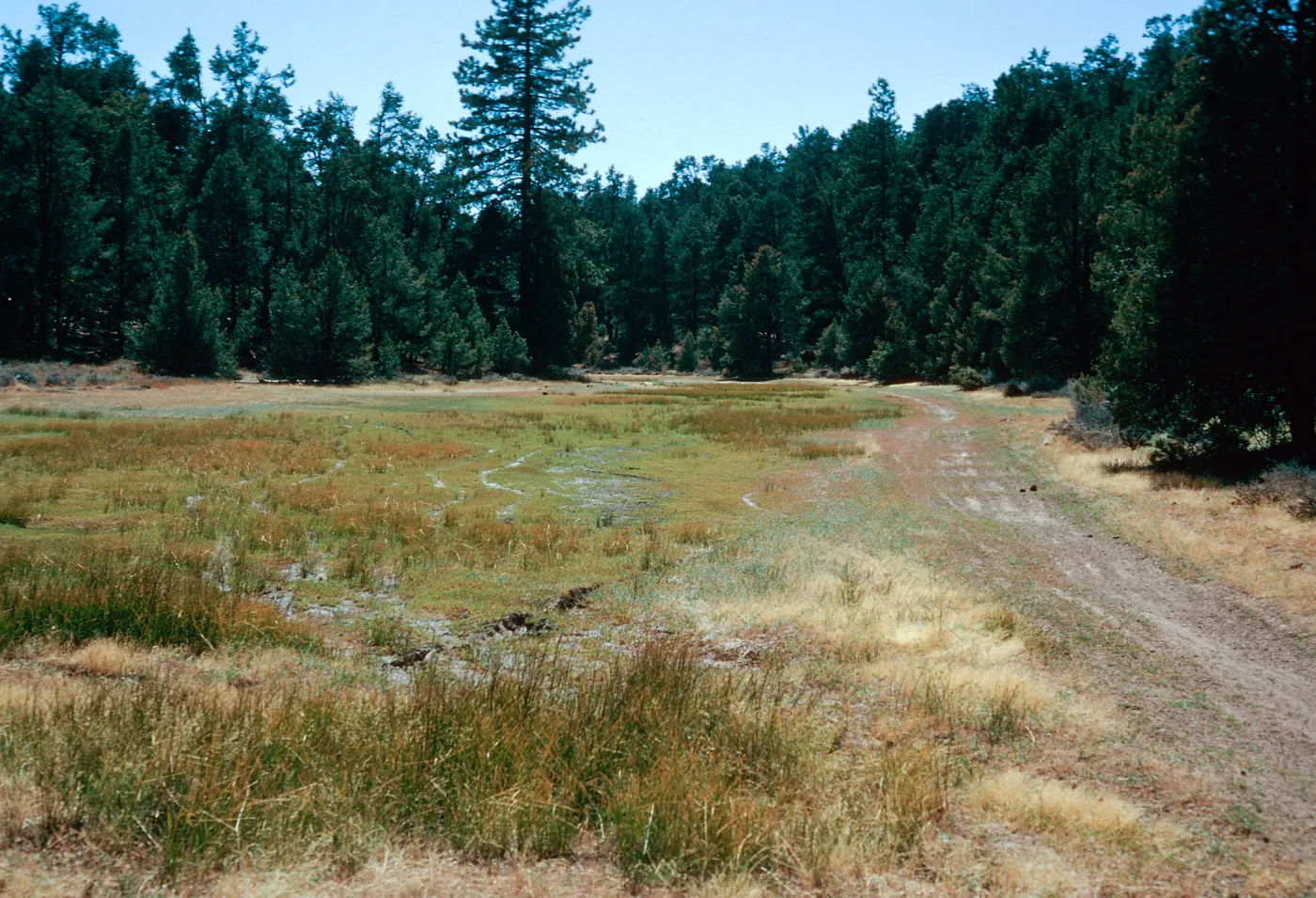 East end of meadow #1, looking West, Yellowjacket Campground