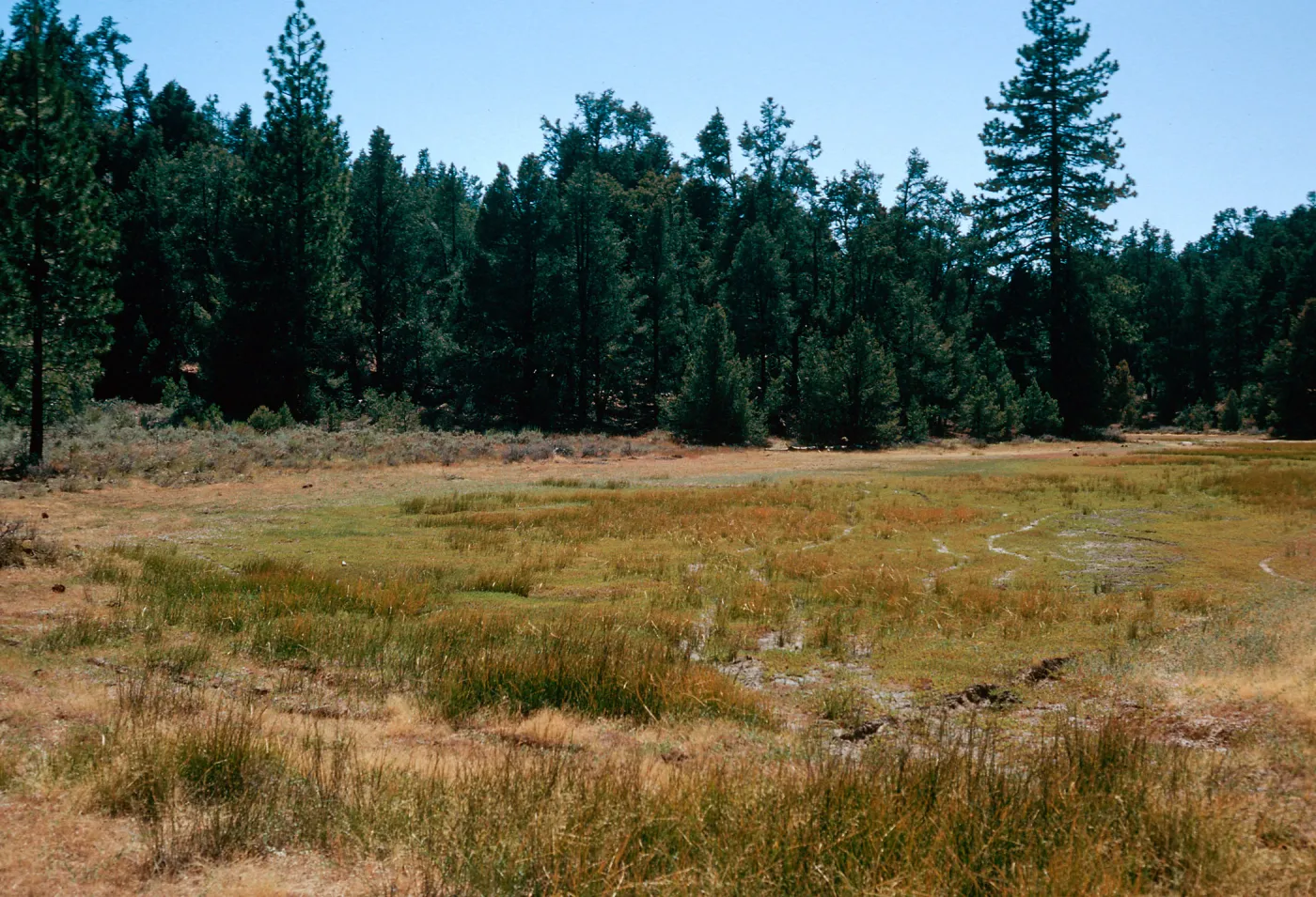 East end of meadow #1, looking West, Yellowjacket Campground