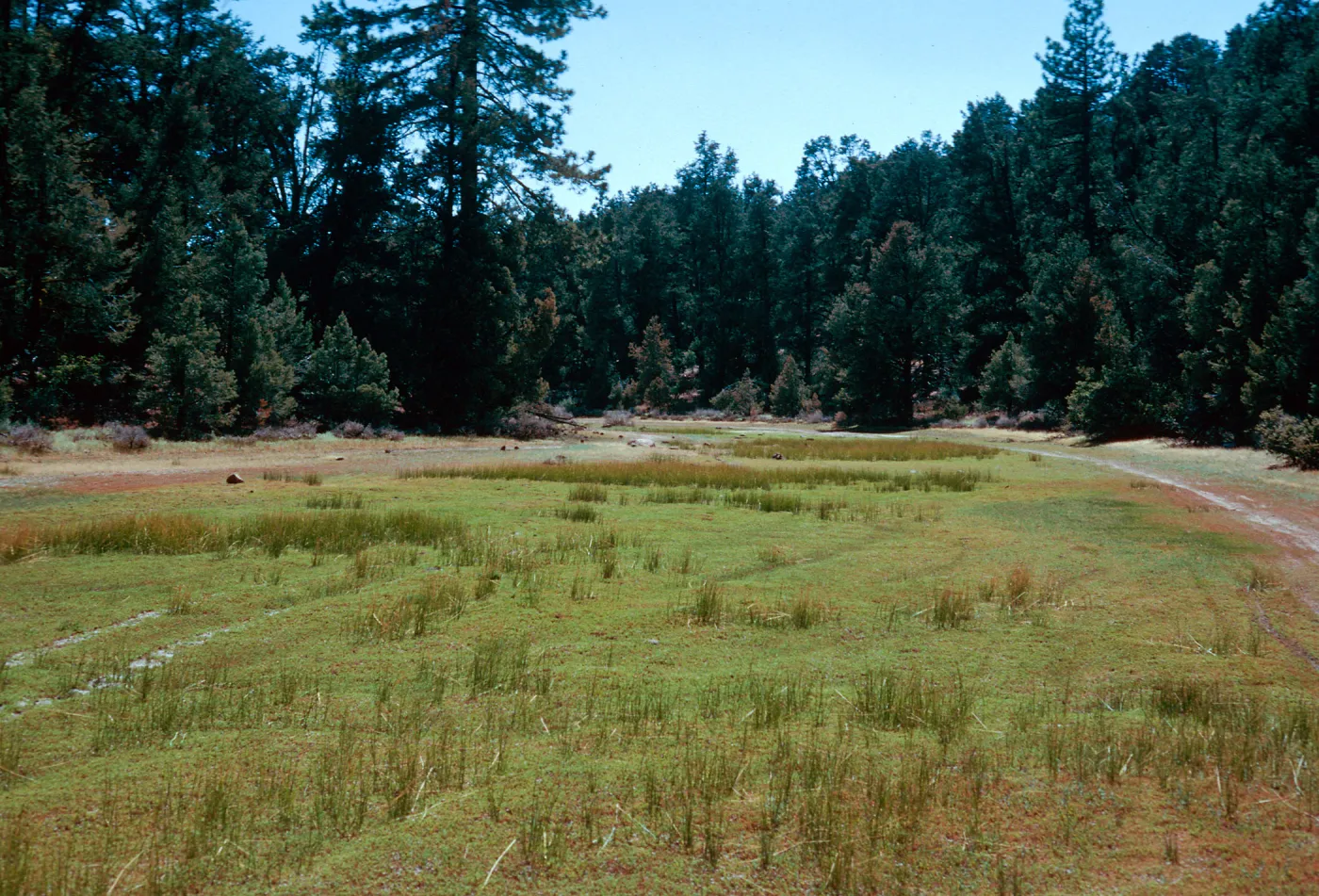 East end of meadow #1, looking West, Yellowjacket Campground