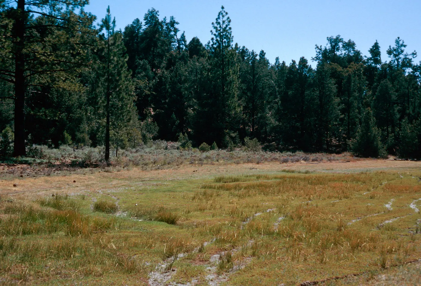 East end of meadow #1, Yellowjacket Campground