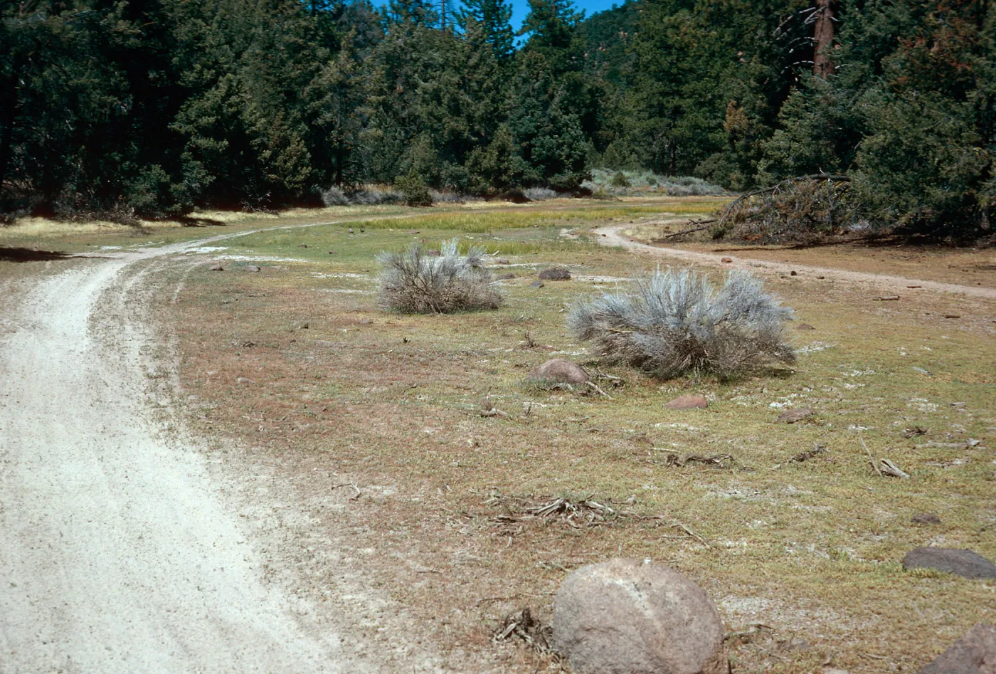 meadow #1, Yellowjacket Campground