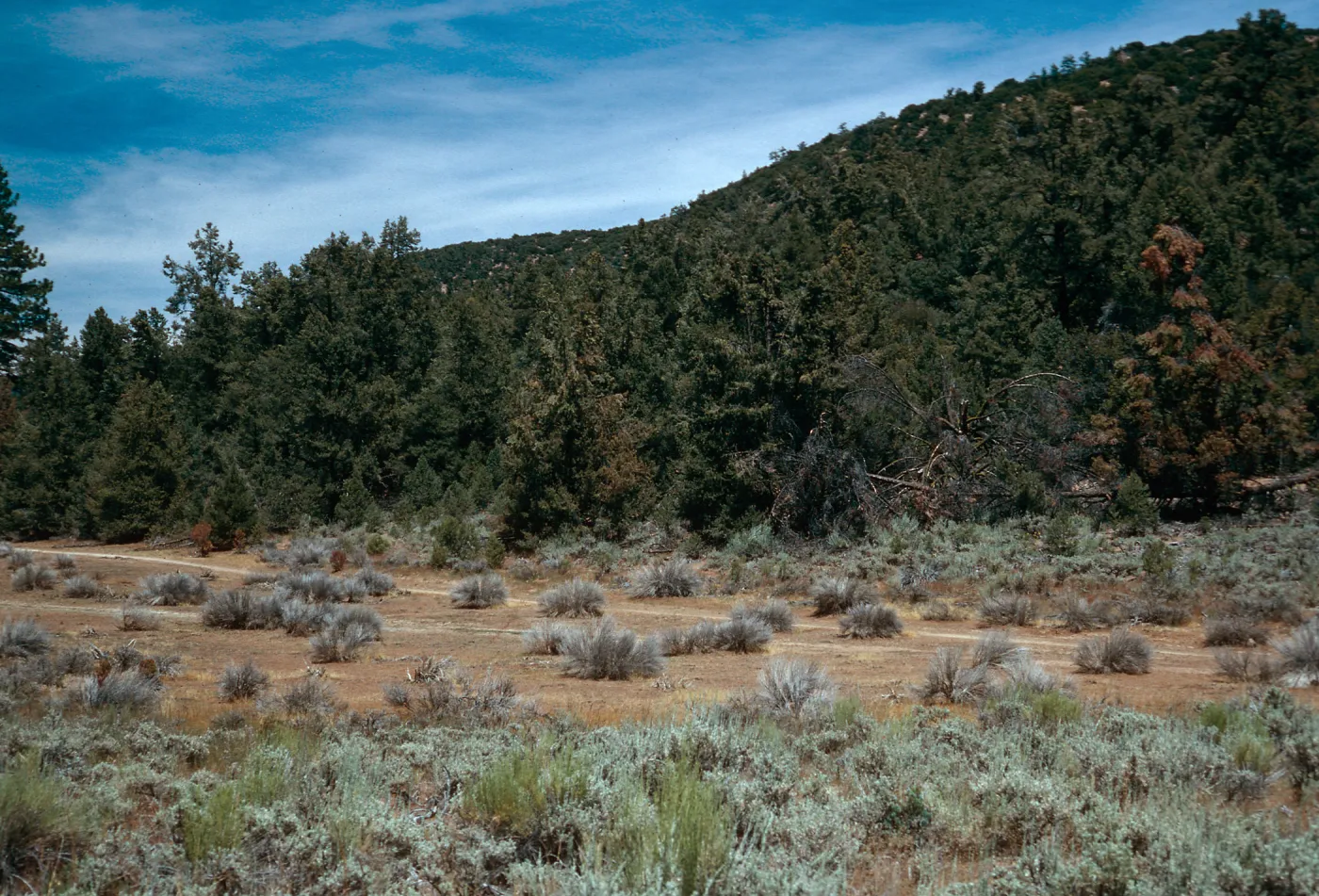 meadow #1, Yellowjacket Campground