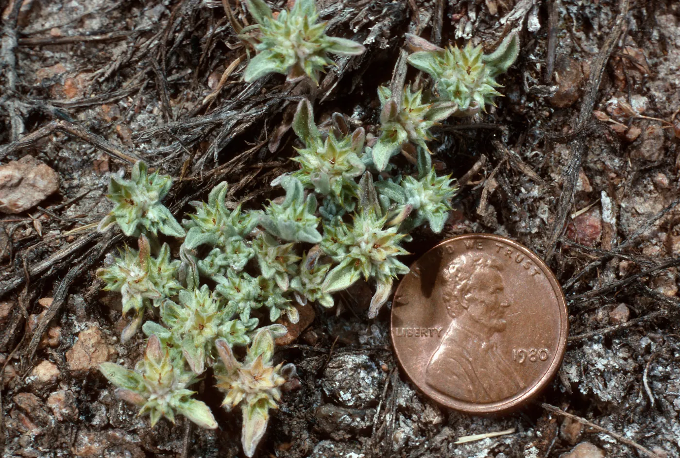 Evax, meadow #1, Yellowjacket Campground