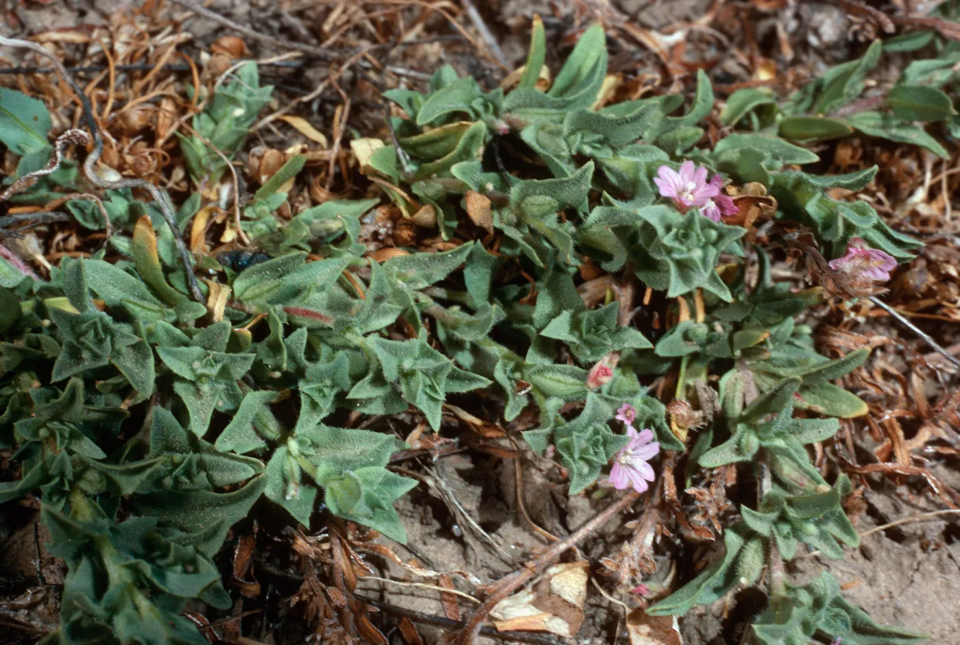 Boisduvalia, meadow #1, Yellowjacket Campground