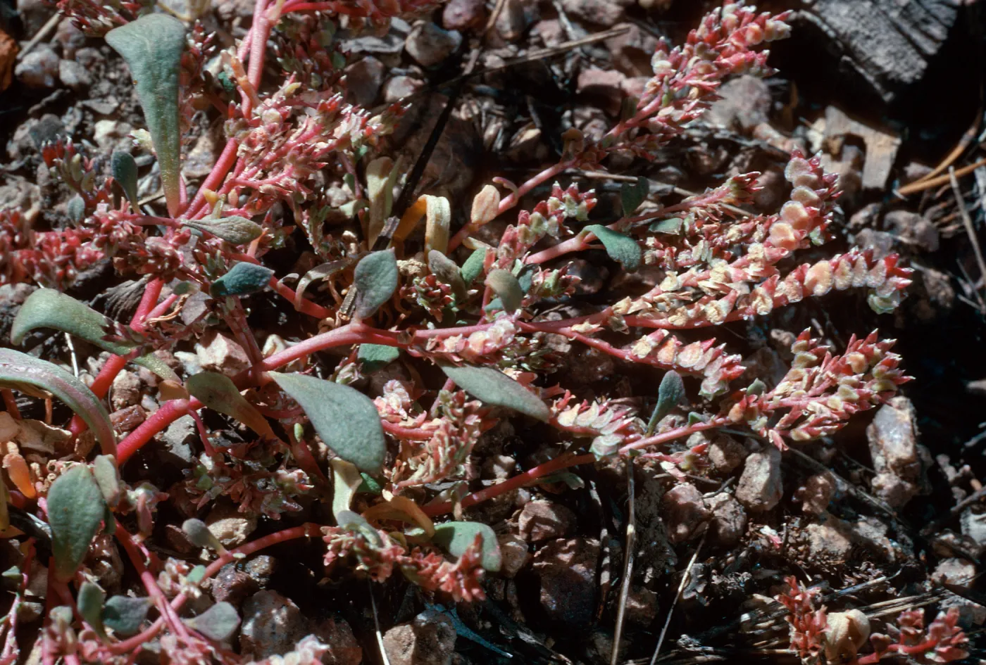 Calyptridium, meadow #1, Yellowjacket Campground