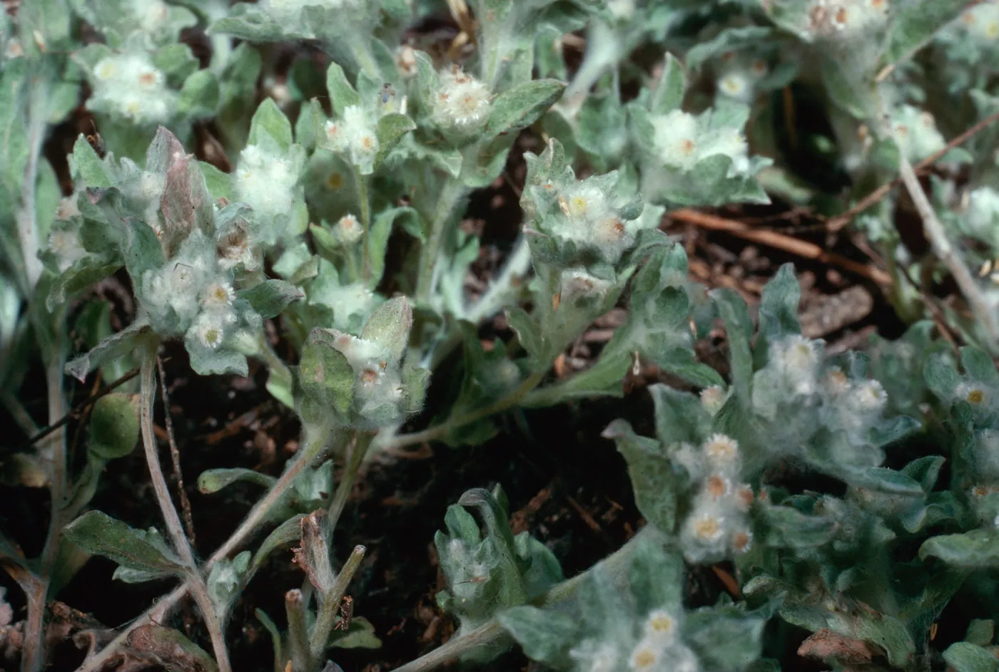 Gnaphalium palustre, meadow #1, Yellowjacket Campground