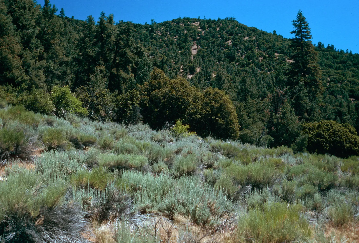 Sagebrush Scrub, Southwest end of meadow #3, Yellowjacket Campground
