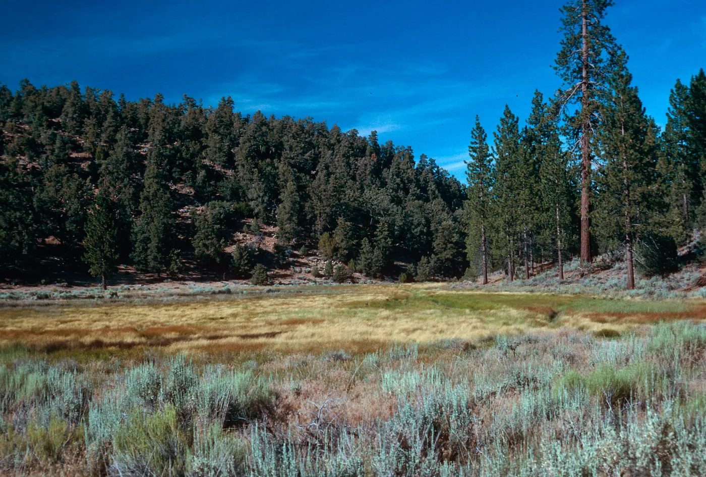 meadow #3, looking Northeast, Yellowjacket Campground