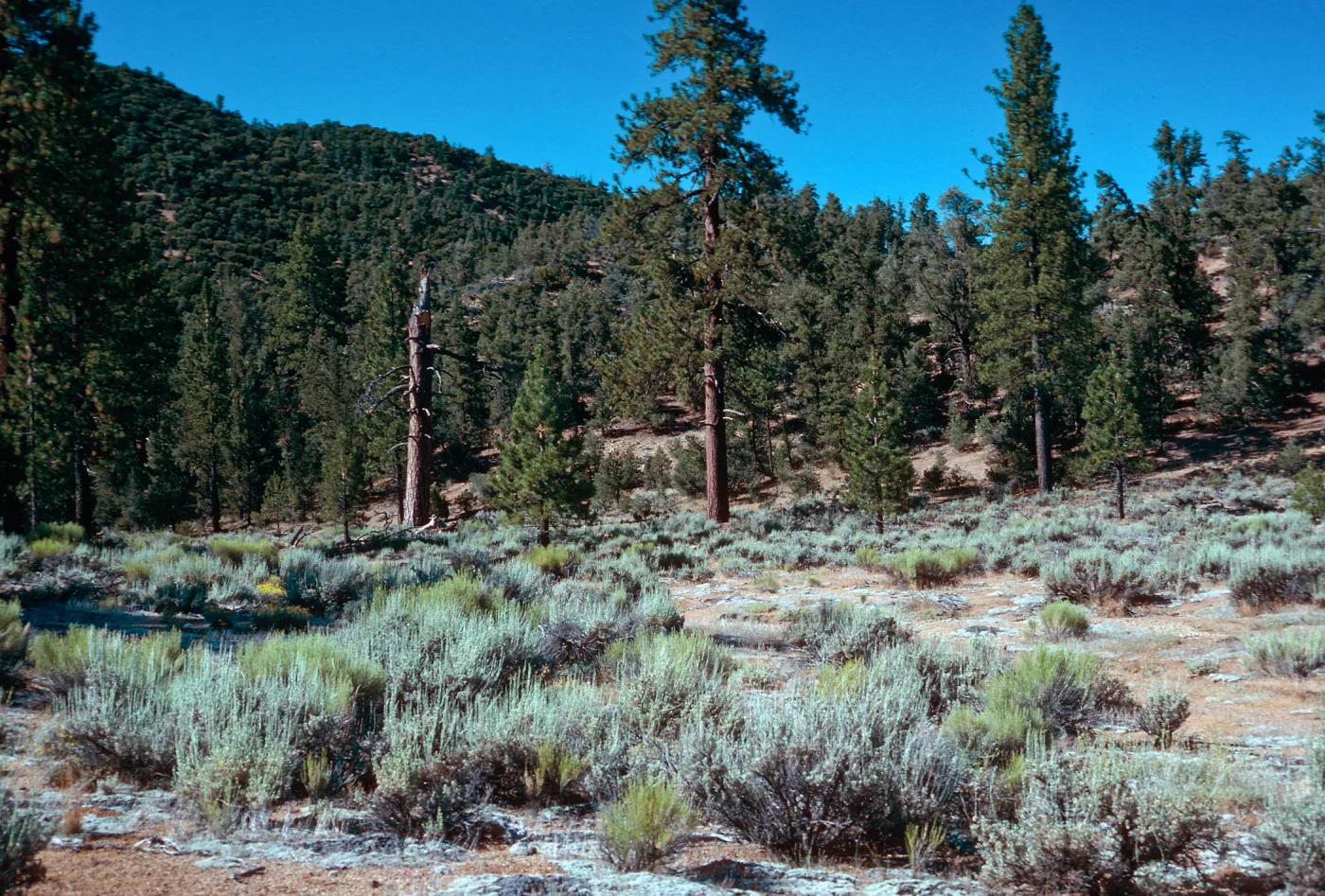 North arm of meadow #3, Yellowjacket Campground