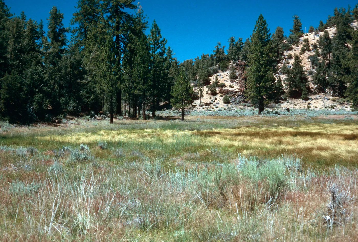 West end of meadow #3, looking North, Yellowjacket Campground