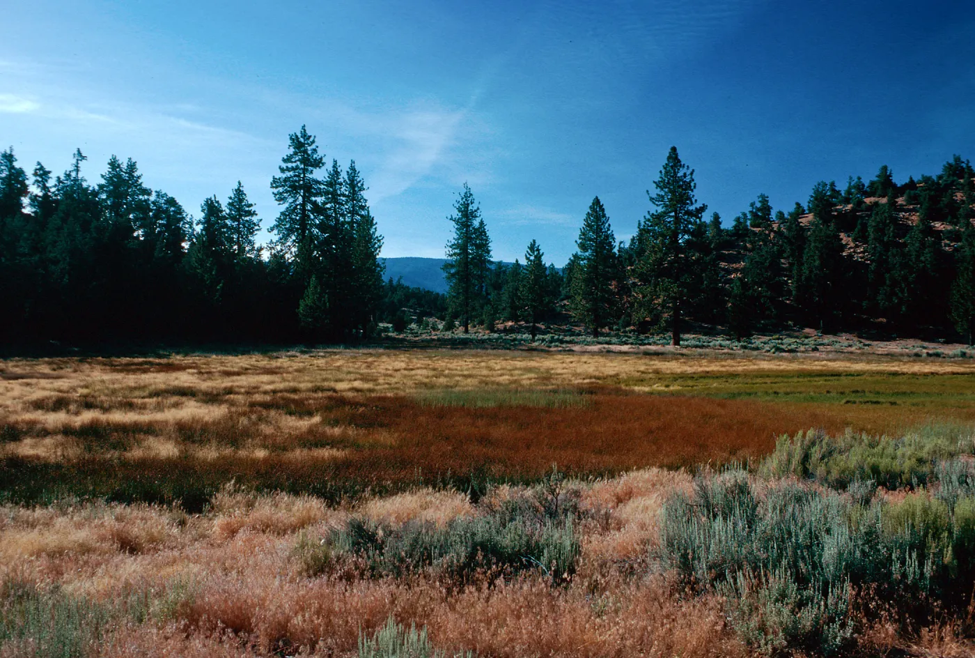 brown=Eleocharis, meadow #3, looking North, Yellowjacket Campground
