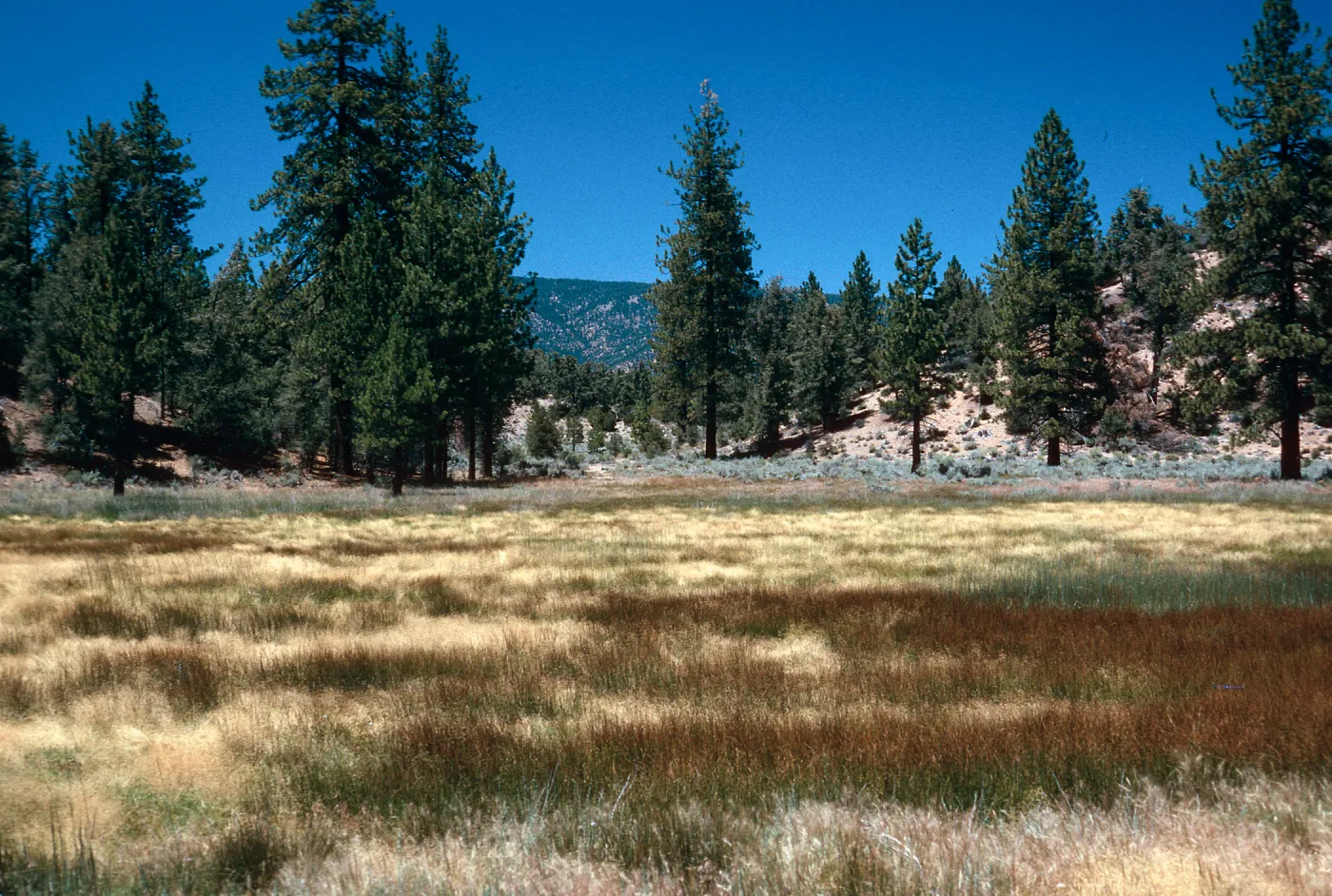 brown=Eleocharis, meadow #3, looking North, Yellowjacket Campground