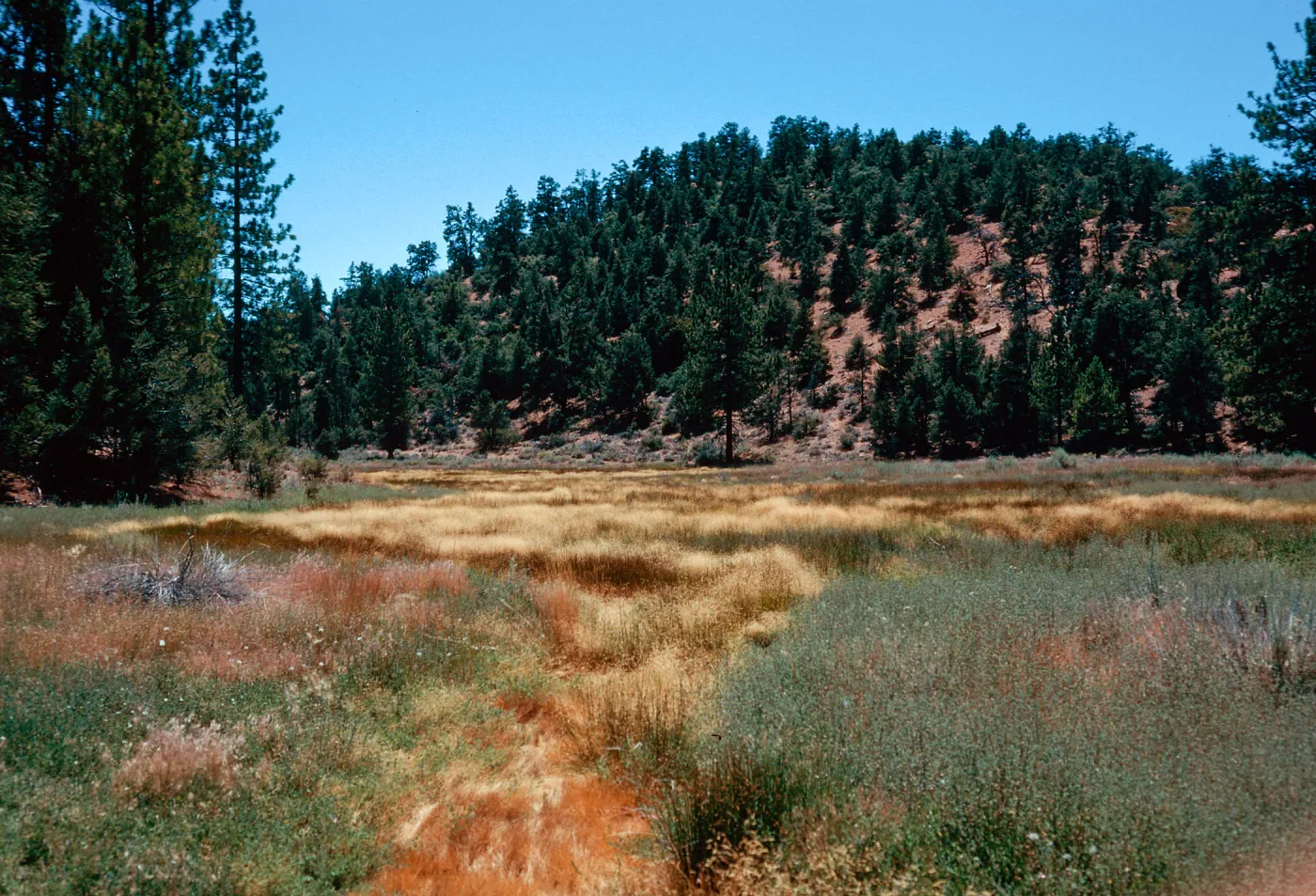 tan=Deschampsia danthonioides, meadow #3, looking West, Yellowjacket Campground