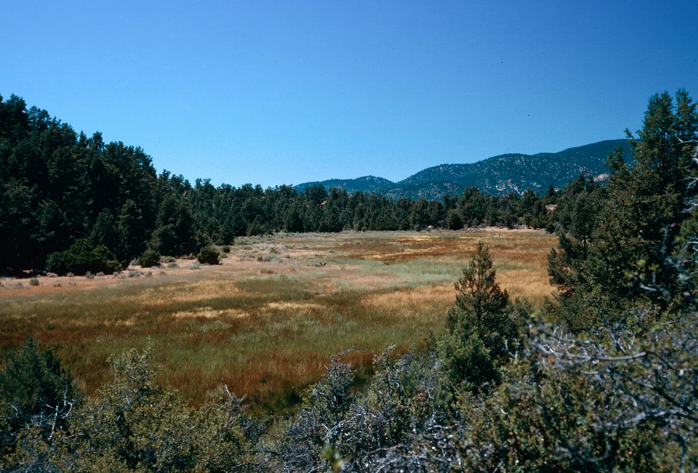 meadow #4, Yellowjacket Campground