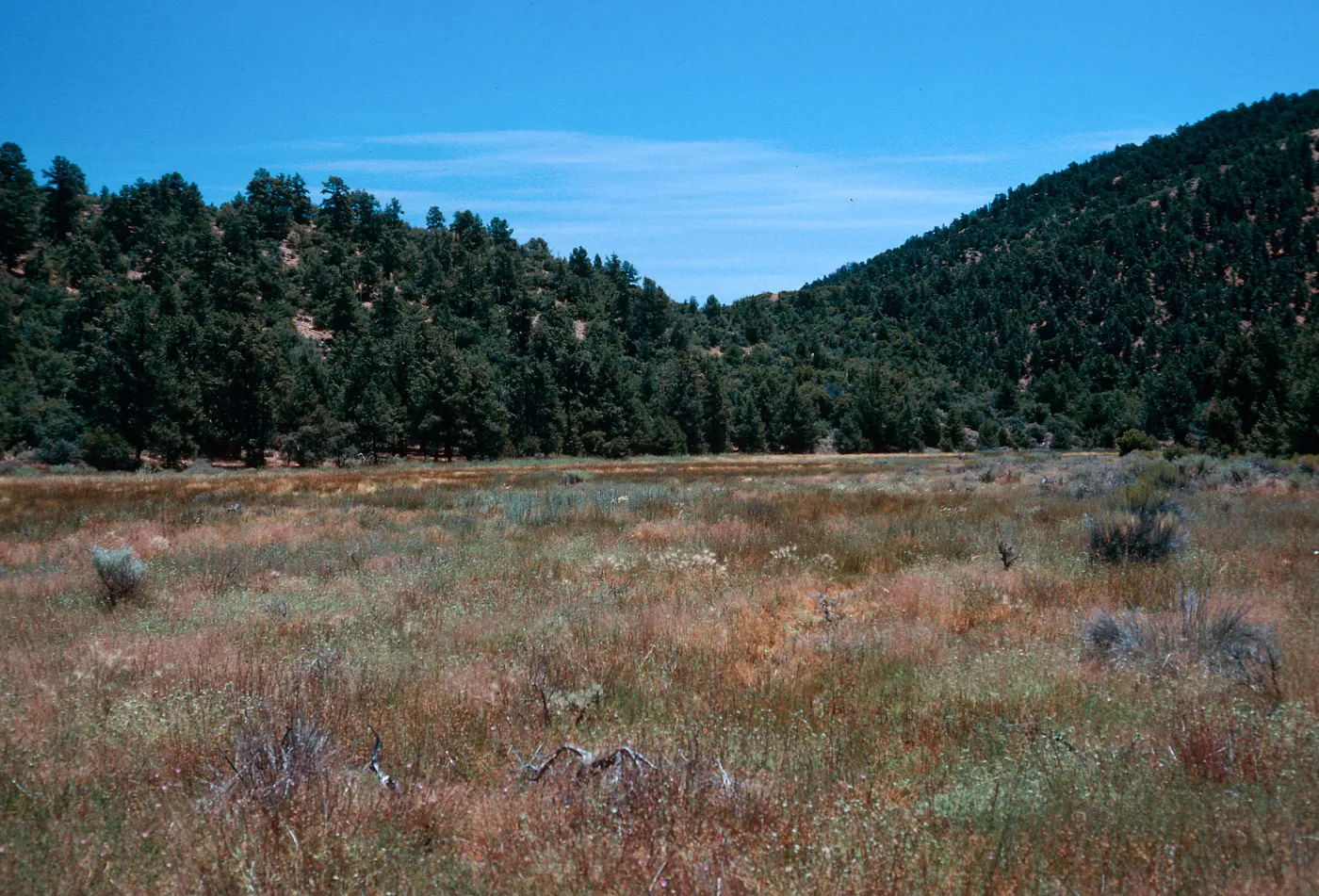 meadow #4, looking East, Yellowjacket Campground