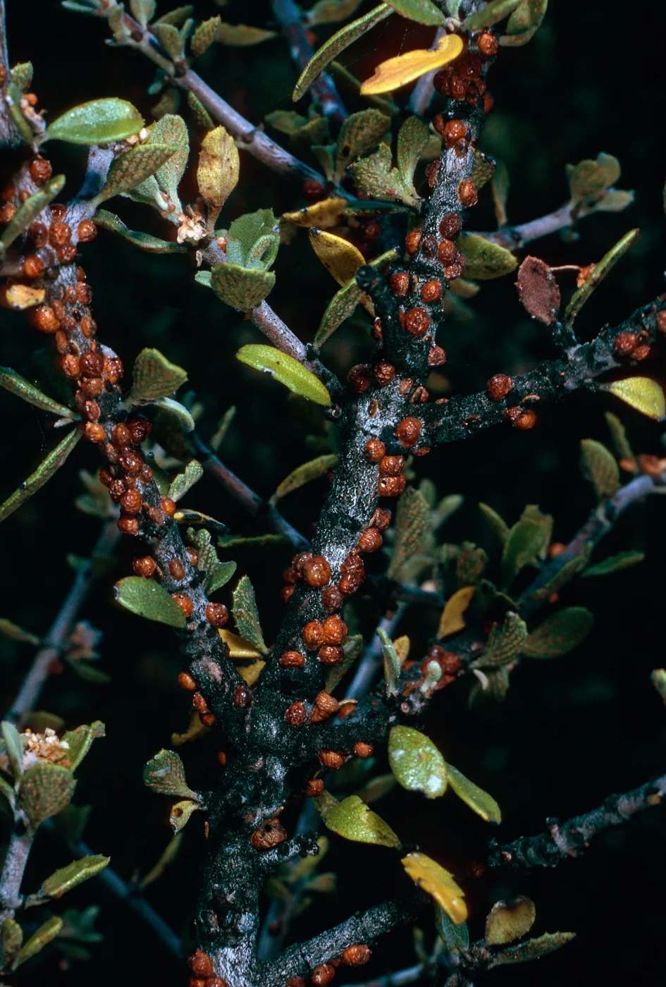 scale insects on Ceanothus (California Lilac), Yellowjacket Campground