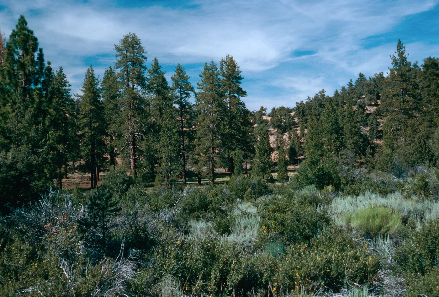 Yellowjacket Campground
