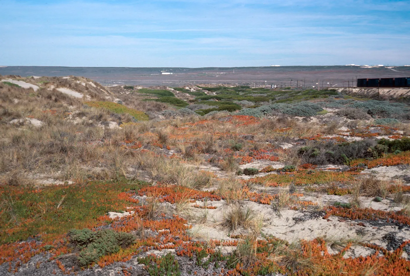 backdunes at Surf, Santa Ynez River, Santa Barbara County