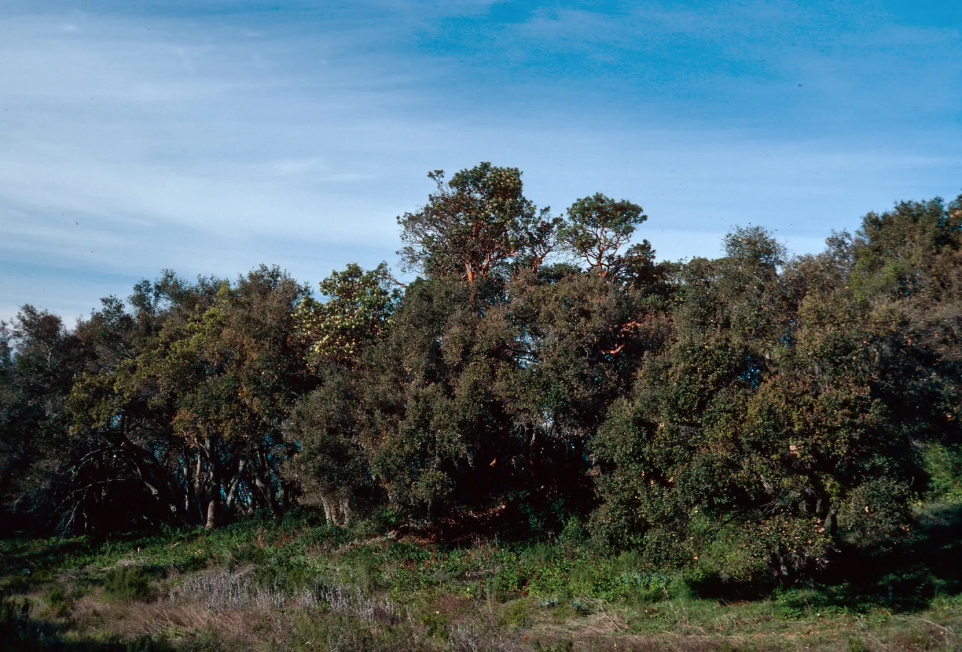 Arbutus, Quercus, Refugio Pass, Santa Barbara County